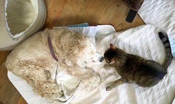 a cat touches noses with an elderly blind dog